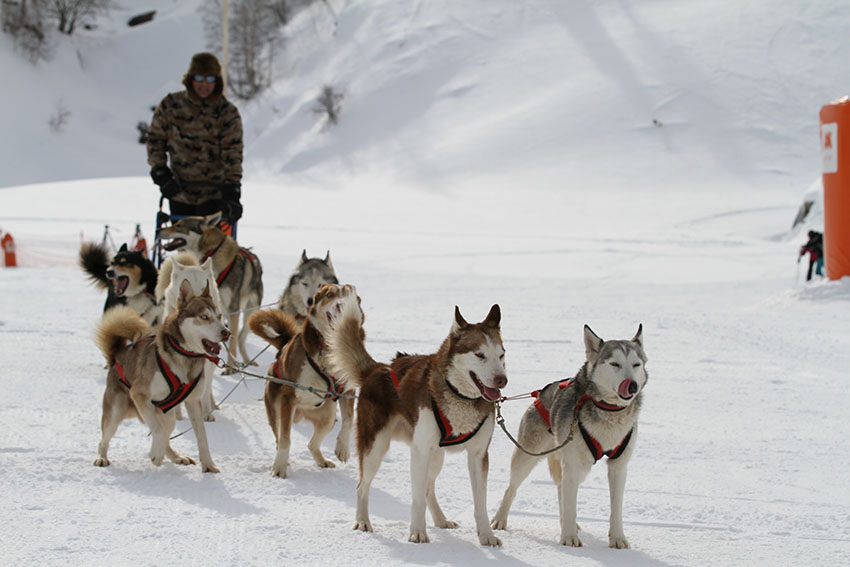 Cerler-aramon-Trineo-perros-mushing