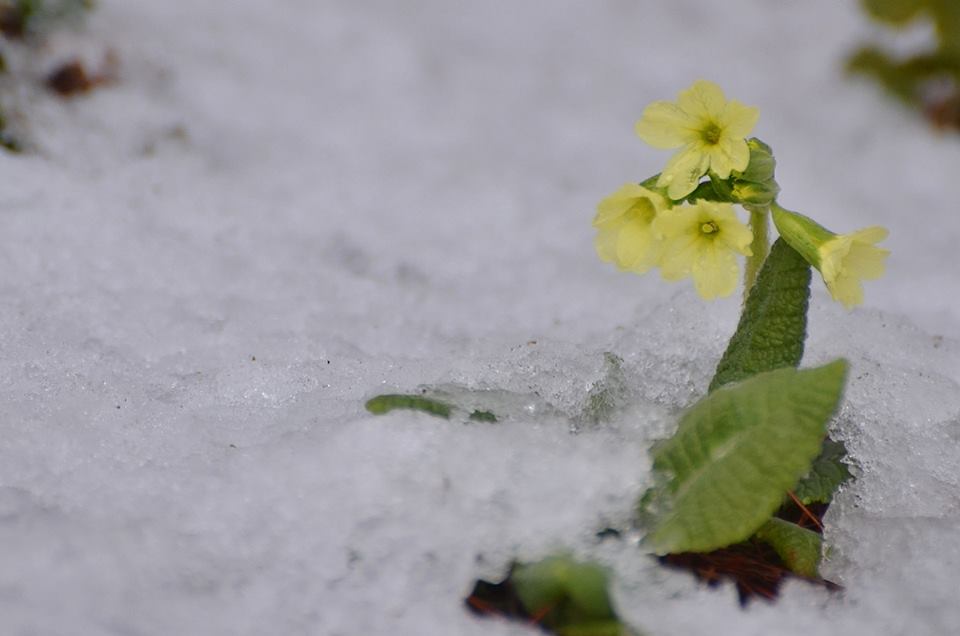 La primavera aflora, pero tendrá que esperar