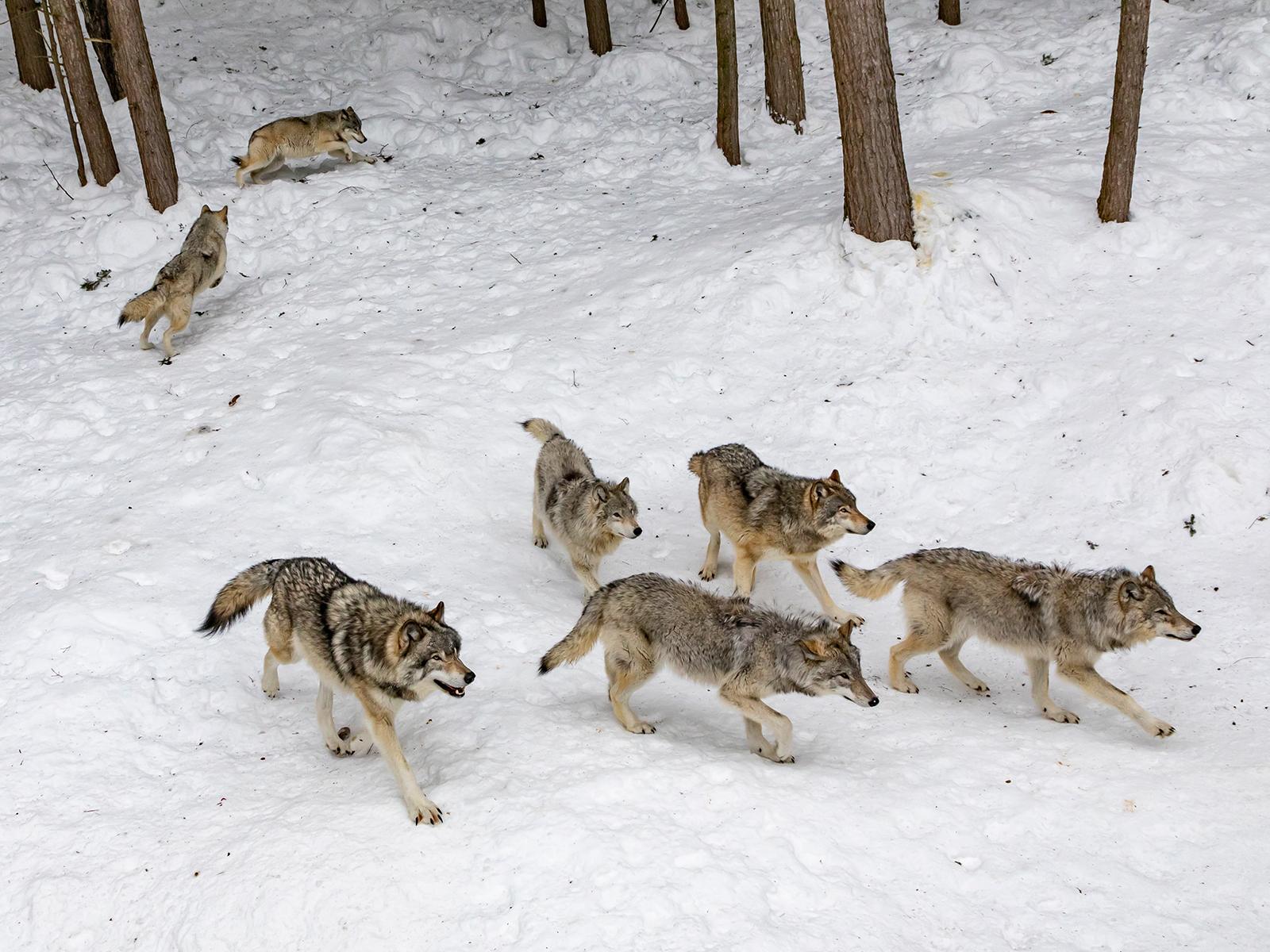 Los lobos probablemente compartirán las pistas con los esquiadores de Colorado en 2023