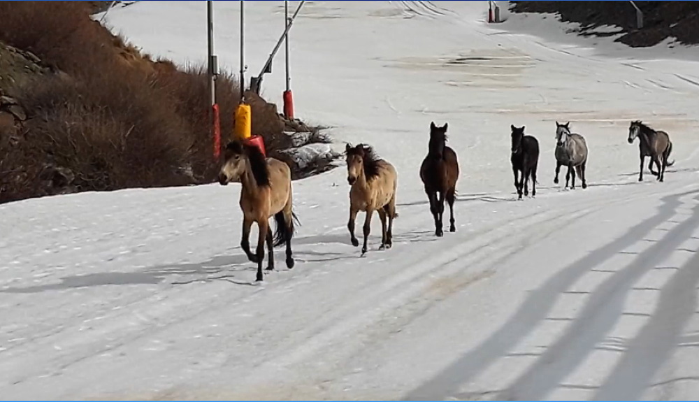 Espectacular vídeo de unos caballos trotando por la pista de El Río de Sierra Nevada