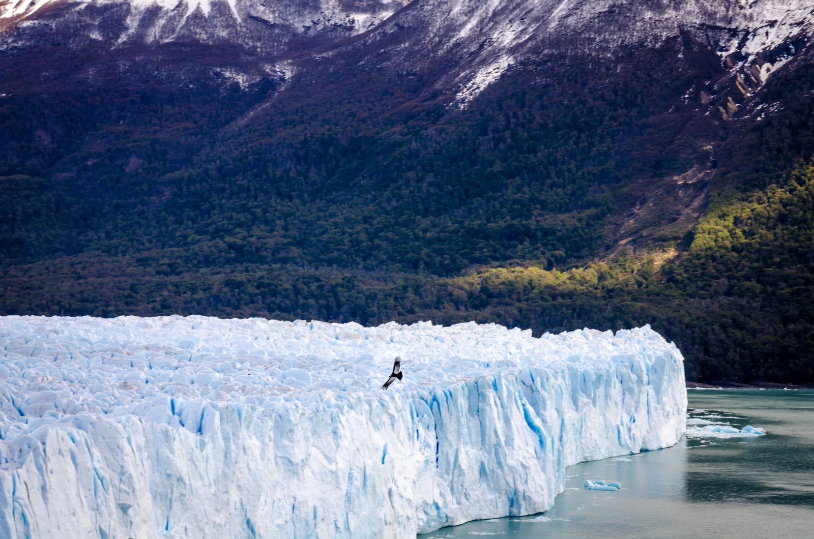 condor perito moreno