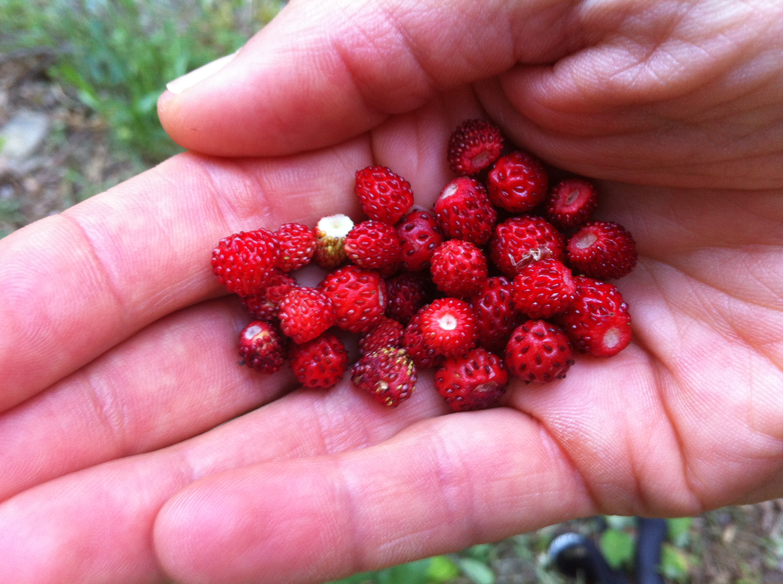 fresas-silvestres-verano-andorra-2015-diana-martin-gamisans