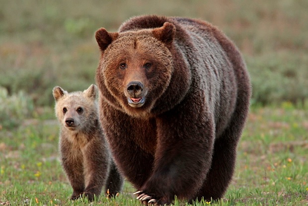 Una osa Grizzly con su osezno. Foto archivo