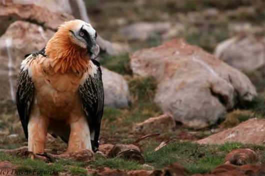 Una excursión por el Pirineo andorrano que esconde grandes sorpresas y que sólo descubrirán los que se atrevan a adentrarse en sus valles y bosques