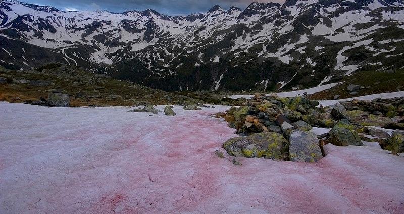 Nieve Rosa... ¿Existe?