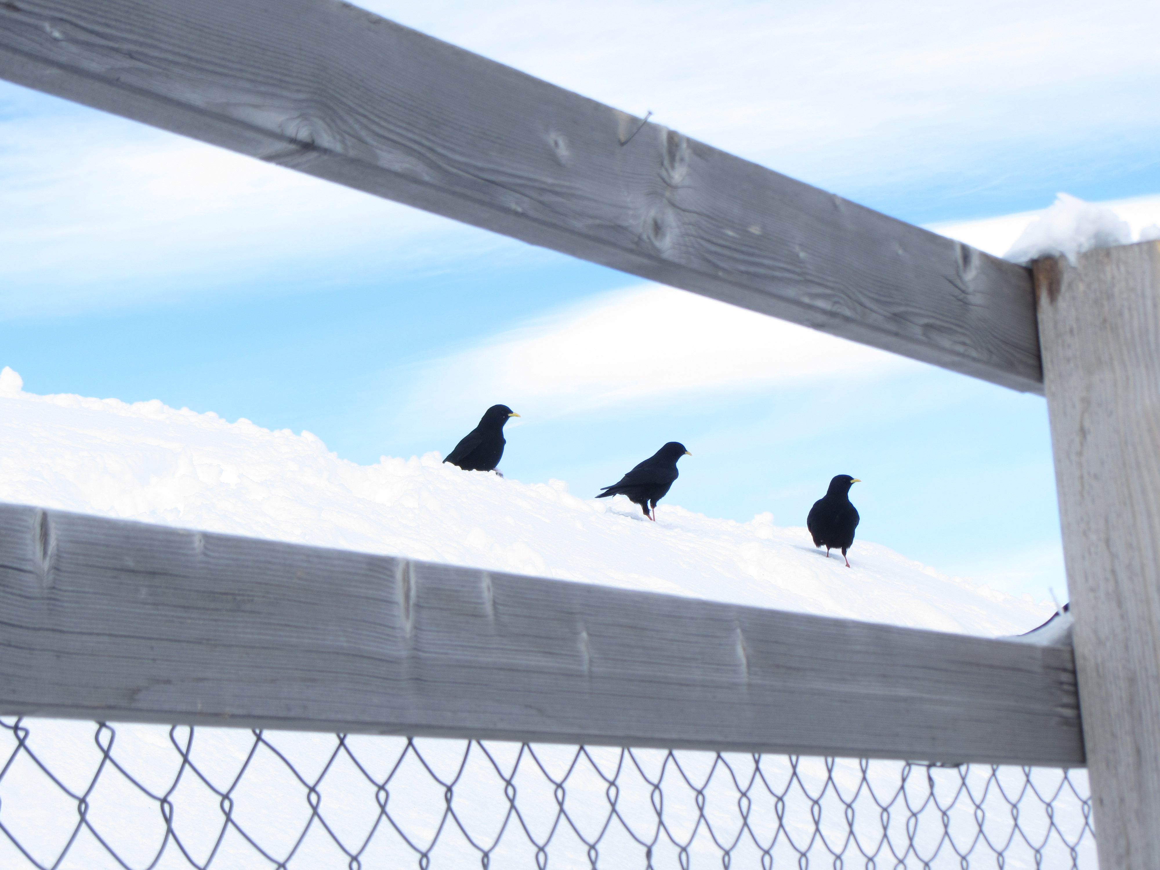 Pájaros aventureros se aproximan al esquiador a pesar del frío