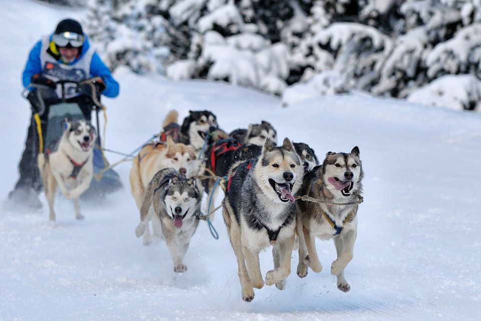 lazaro-martinez-mushing-team