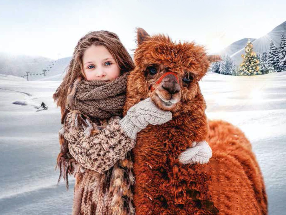 ¿Planes en la nieve para Navidad? El Pirineo francés ofrece pasarla en compañía de llamas