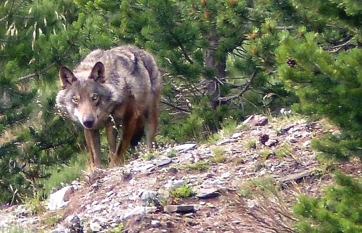 Bailando con lobos en el Puigmal