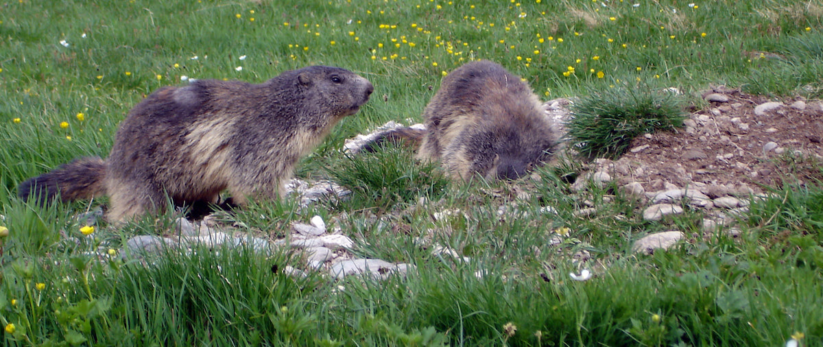 Polémica por si la construcción de una nueva pista de esquí pone en riesgo las marmotas