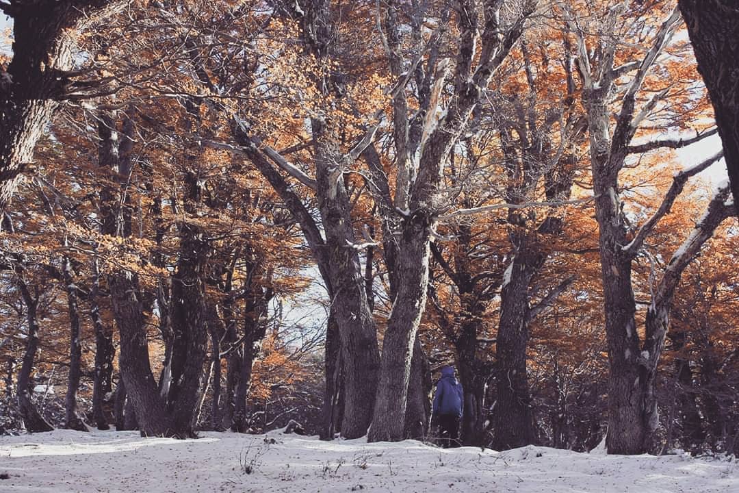 Multa de 275.000 dólares a una estación de esquí del Chubut por talar un bosque protegido