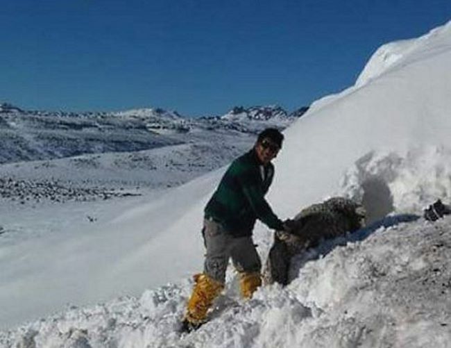 Las grandes nevadas en Chubut (Argentina) "entierran" bajo la nieve a decenas de animales