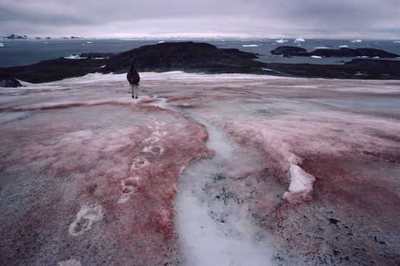 nieve rosa