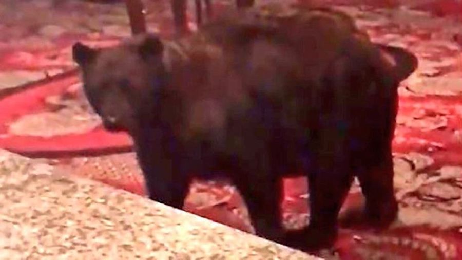 Un oso se pasea por la recepción de un hotel en Colorado