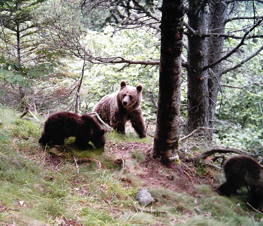 La presencia del Oso Pardo dinamizará el Pirineo