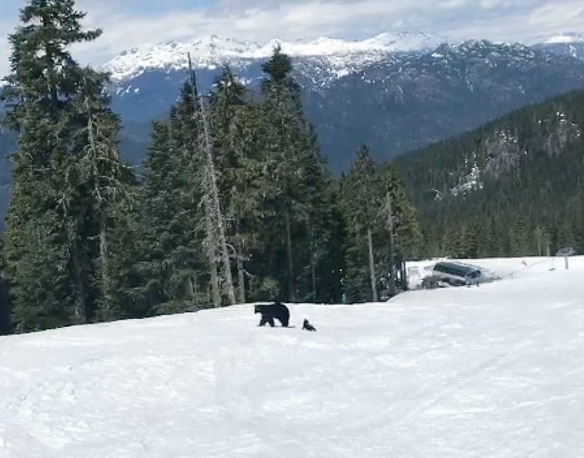 Un esquiador se encuentra a una mamá oso y a dos cachorros por las pistas de Whistler Blackcomb