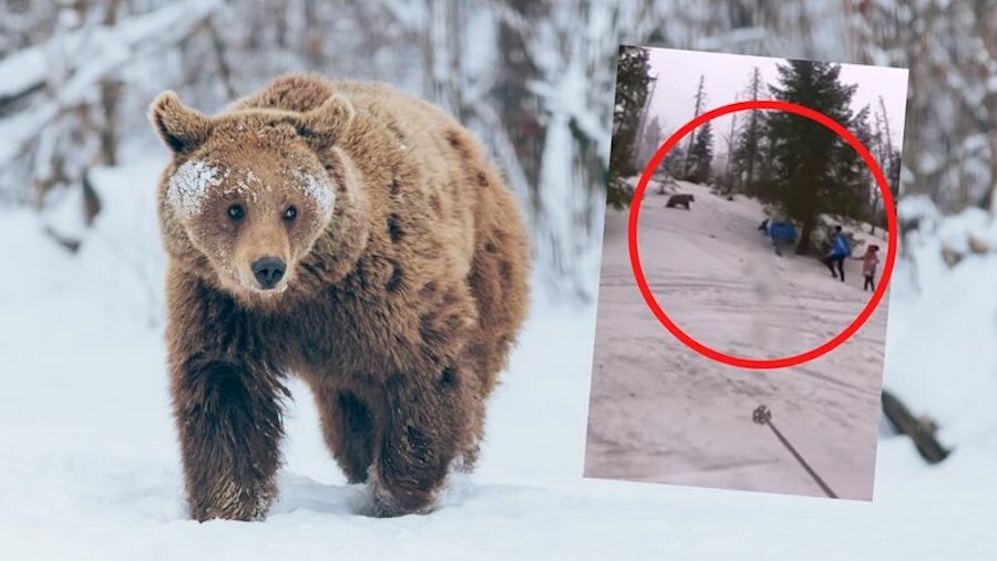 Dan comida a un oso pardo para hacerse una selfie y el animal los ataca