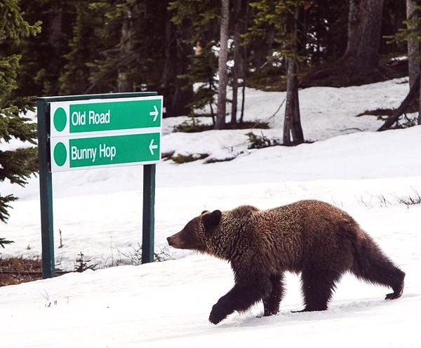 3 osos se van a esquiar a Lake Louise y los esquiadores salen corriendo