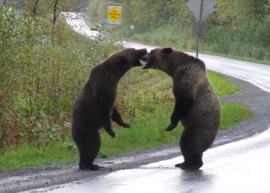 Espectacular pelea de dos osos Grizzlies en una carretera de Canadá