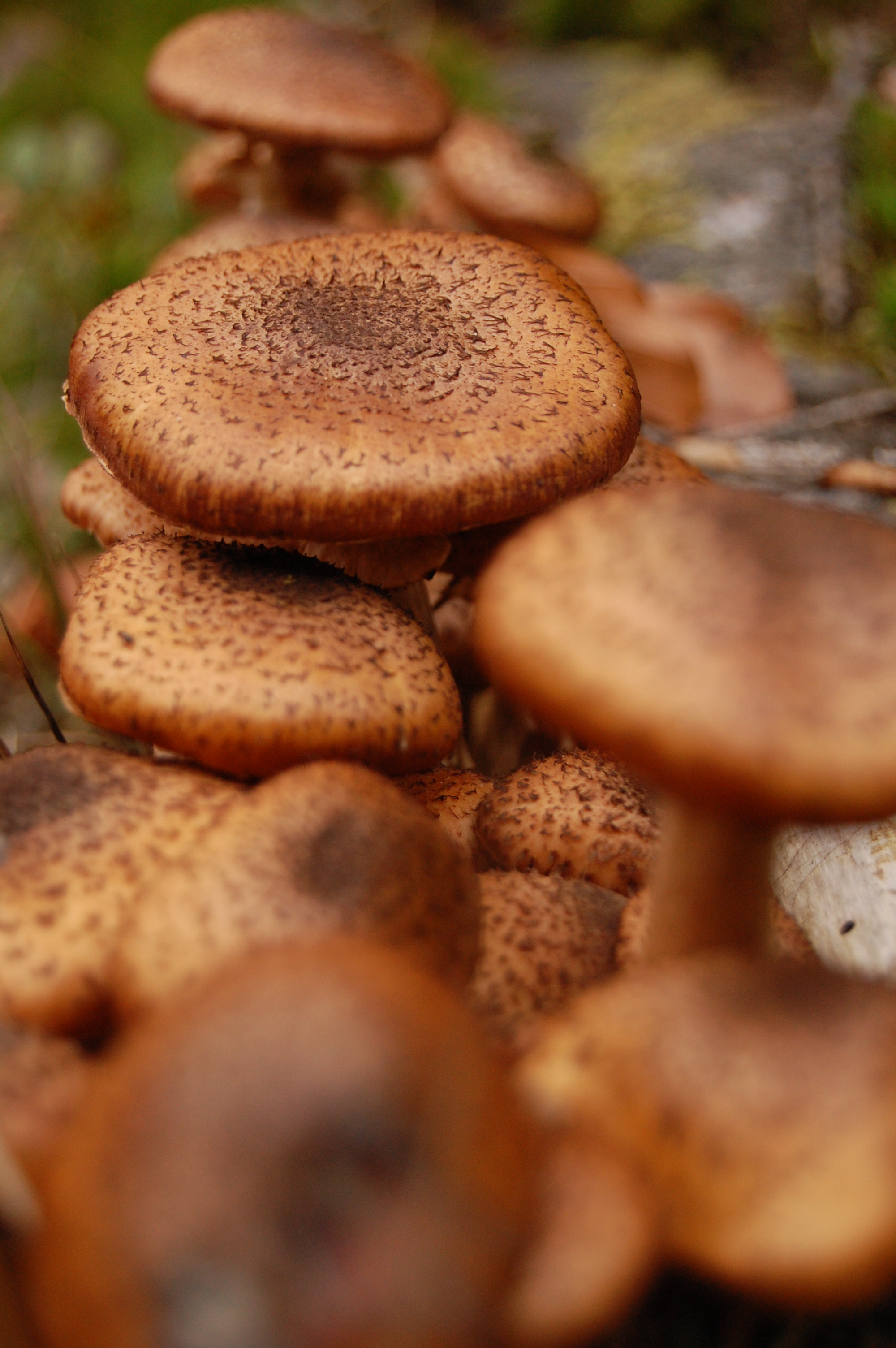 Setas en Otoño