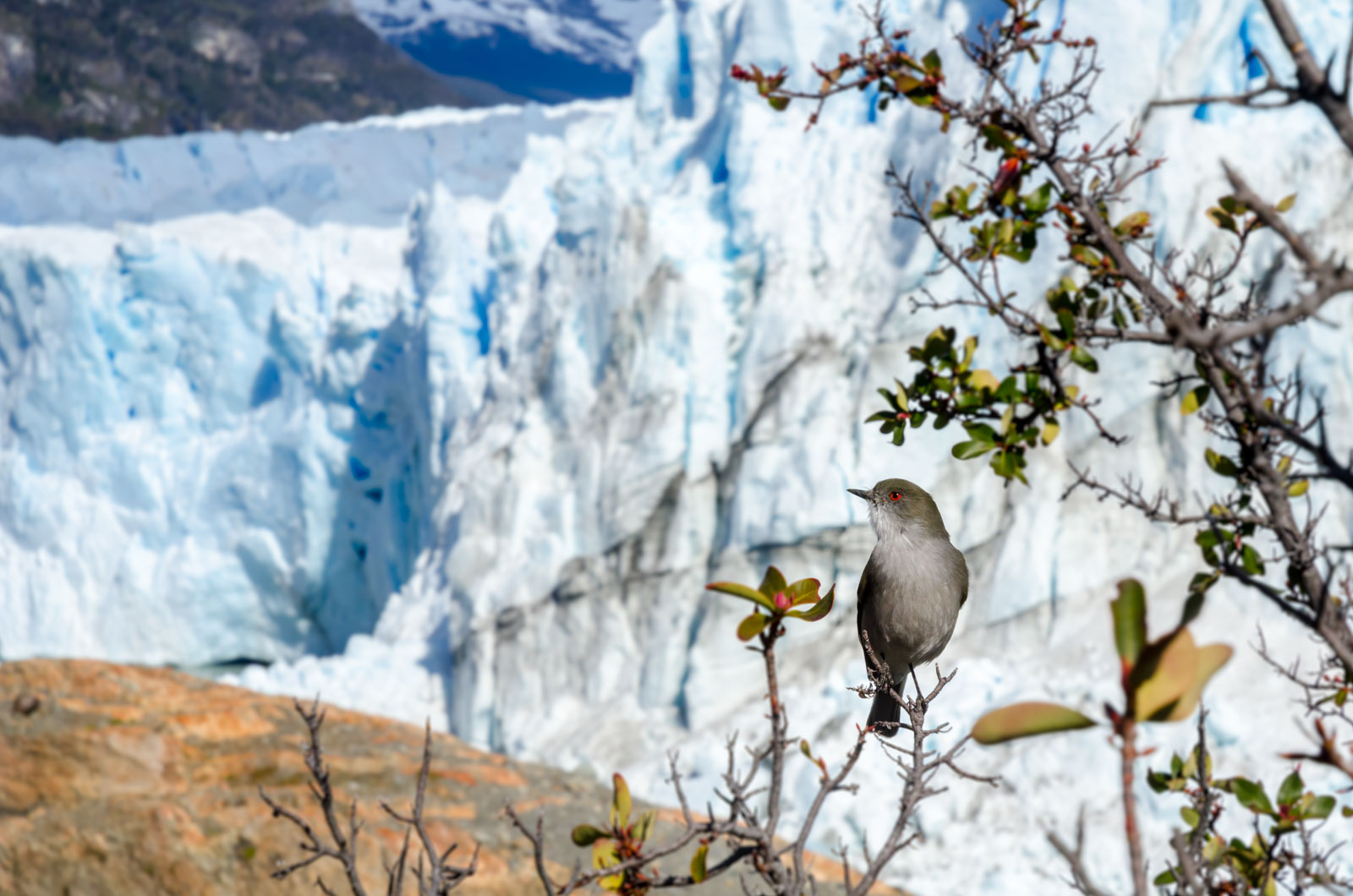 pajaros perito moreno