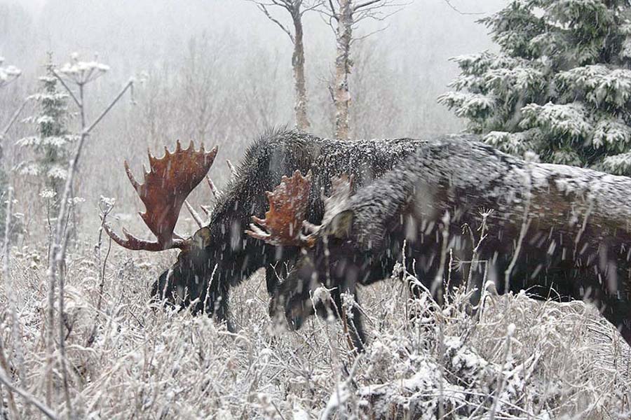 El esquí de travesía y el senderismo contribuyen a echar a los caribúes de los bosques de Canadá