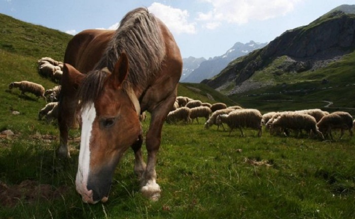 Los animales pastan libremente durante el verano y el otoño en las montañas