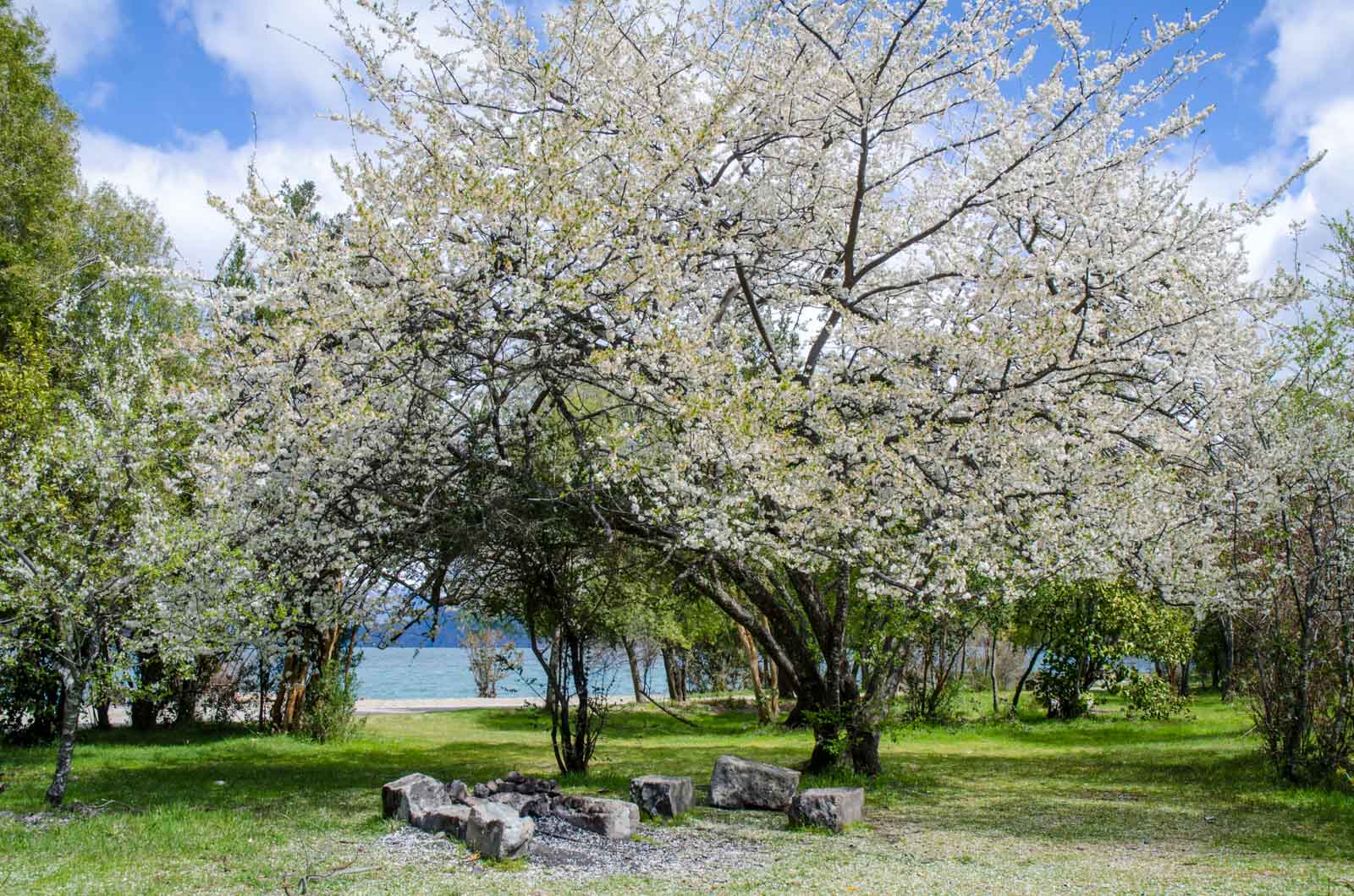 primavera en Puelo