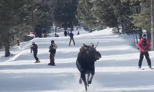 Increíble vídeo de un esquiador perseguido por un alce en una pista de Jackson Hole