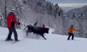 ¿Qué hace un toro bajando por una pista de esquí?