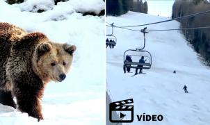 Vídeo: Un esquiador es perseguido por un oso mientras baja una pista en Rumania