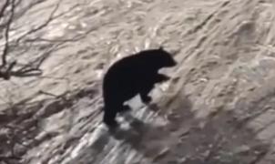 El vídeo de un oso que se pasea por una pista al lado de los esquiadores en Beech Mountain