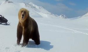 ¡Si persigues a un oso pardo en moto de nieve puede ser que acabe por atacarte!