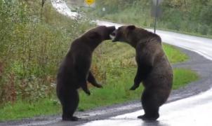 Espectacular pelea de dos osos Grizzlies en una carretera de Canadá