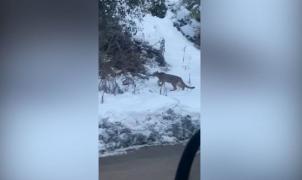 Sube a esquiar a Cerro Bayo... Y se encuentra con un puma