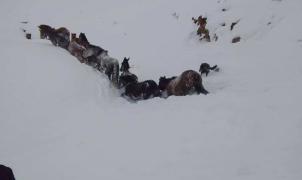 El vídeo del rescate de un grupo de caballos en la tormenta de nieve del Neuquén argentino