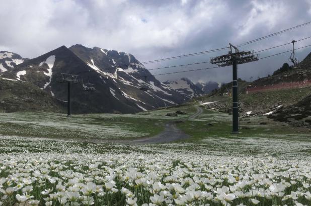 Vallnord/Ordino Arcalís, la nieve deja ver sus flores...