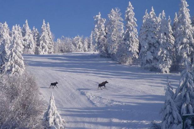 Canadá›Columbia Británica/British Columbia›Crystal Mountain