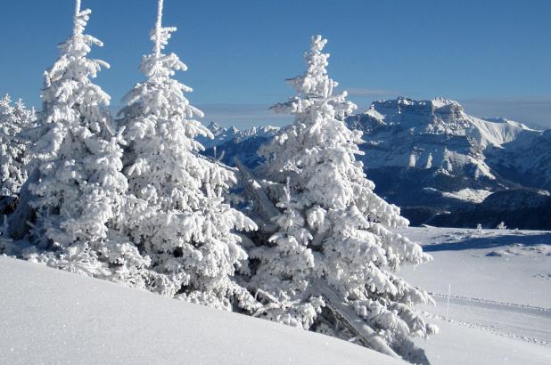 Abetos nevados en Sermnoz