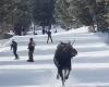 Increíble vídeo de un esquiador perseguido por un alce en una pista de Jackson Hole