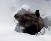 Increíble video: Boo, el oso que lucha por salir de la nieve después de meses de letargo