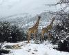 Una fuerte nevada “sorprende” a los animales de la sabana africana