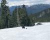 Un esquiador se encuentra a una mamá oso y a dos cachorros por las pistas de Whistler Blackcomb