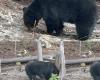 Un oso le da un buen susto a Ander Mirambell mientras entrenaba en el circuito de Whistler