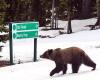 3 osos se van a esquiar a Lake Louise y los esquiadores salen corriendo