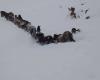 El vídeo del rescate de un grupo de caballos en la tormenta de nieve del Neuquén argentino