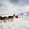 Nueva Zelanda, New Zealand, Isla del Sur, South Island, Snow Park NZ