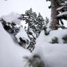 Freeride en Alta Ski Area en Utah