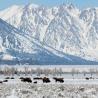 Búfalos en Jackson Hole, estación de esquí de Wyoming