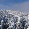 Aspecto de los bosques nevados en Valdelinares,Teruel